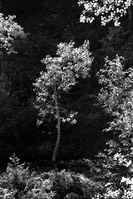 01 small aspen tree 71-4.jpg