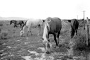 03 grazing horses 72-6.jpg