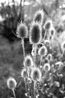 03 prickly weeds 71-8.jpg