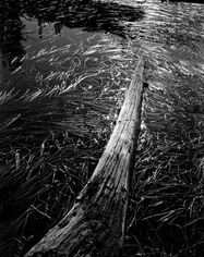 04 log in lake with grasses 74S-11.jpg