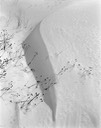 04 snow s and weeds 77W-2.jpg