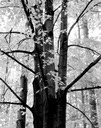 05 dark tree with delicate leaves 77F-6.jpg