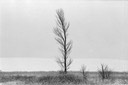 05 single tree 73,74W-4.jpg