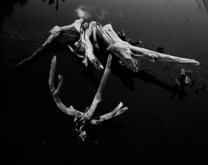 07 roots in pond 76SP,S-5.jpg