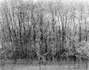 07 spring trees 77SP-1.jpg