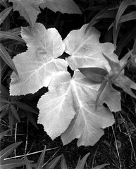 07 triangular white leaves 79-3.jpg