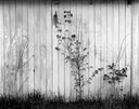 11 white shed wall and trees 77SP-8.jpg