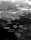 13 lily pads on pond 77SP-2.jpg